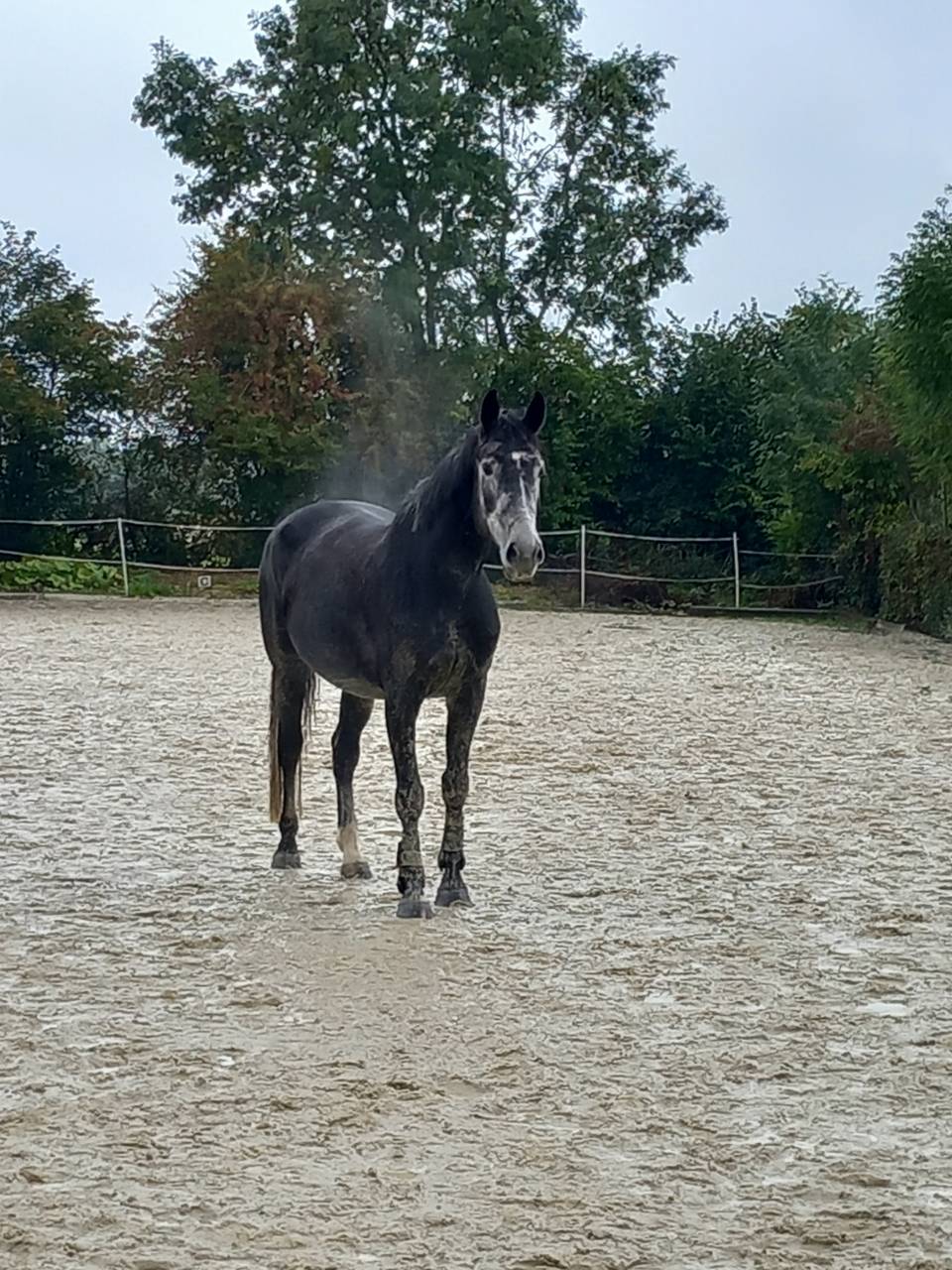 Jument z - Camille c - 2020