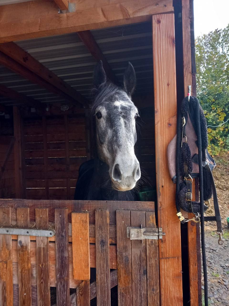 Jument z - Camille c - 2020