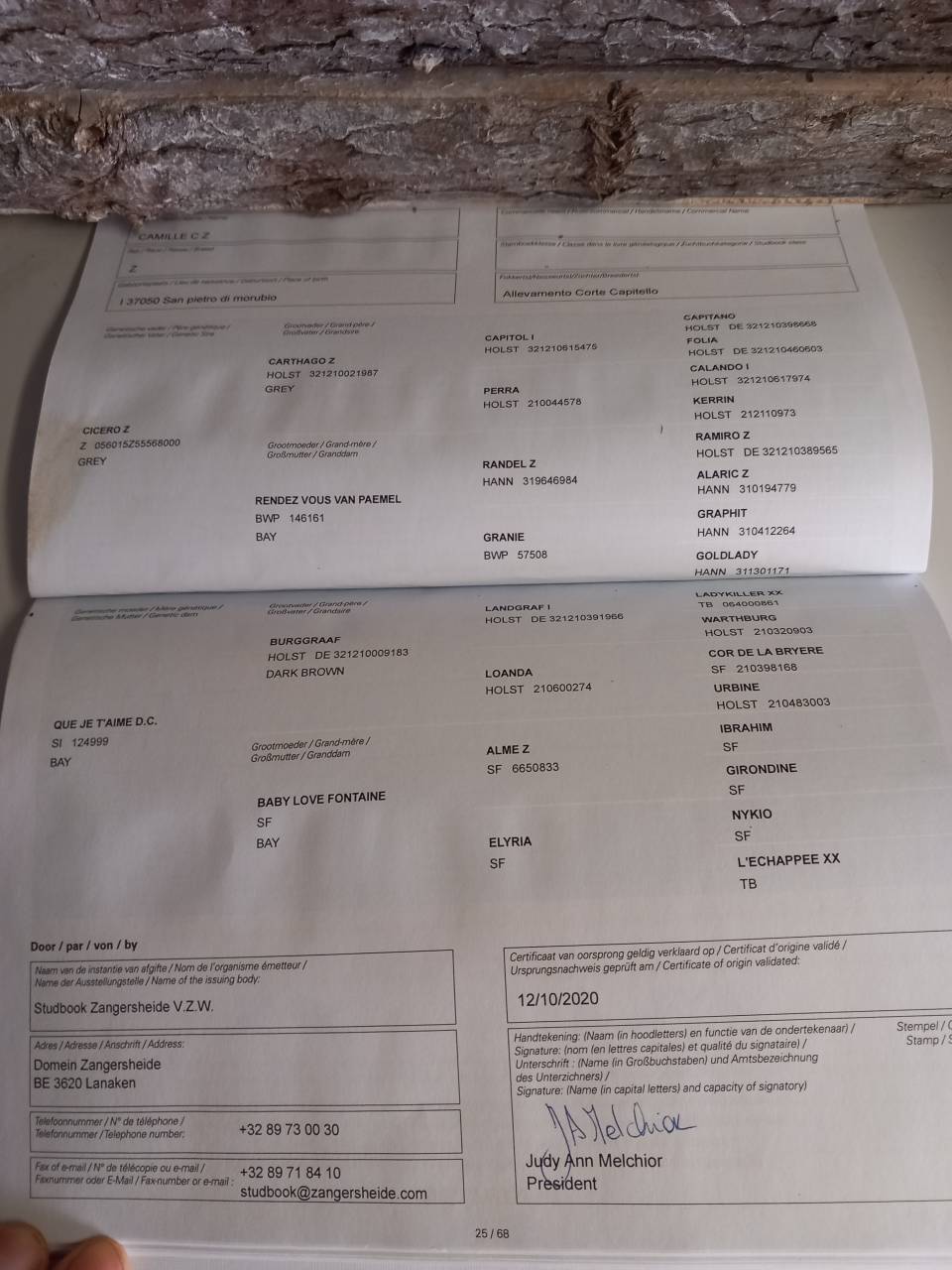 Jument z - Camille c - 2020