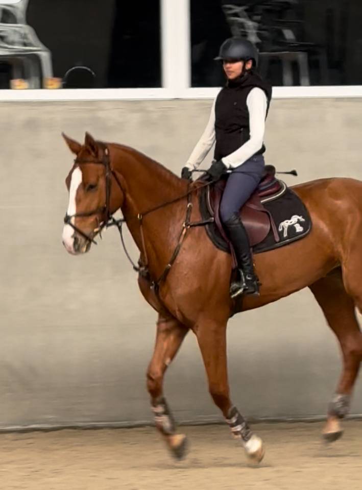 Tr&egrave;s belle jument de 5 ans 