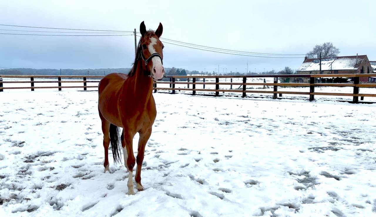 Hongre 5 ans tr&egrave;s joli mod&egrave;le 