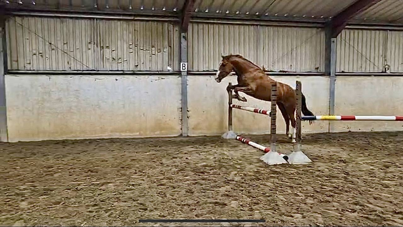 Hongre 5 ans tr&egrave;s joli mod&egrave;le 