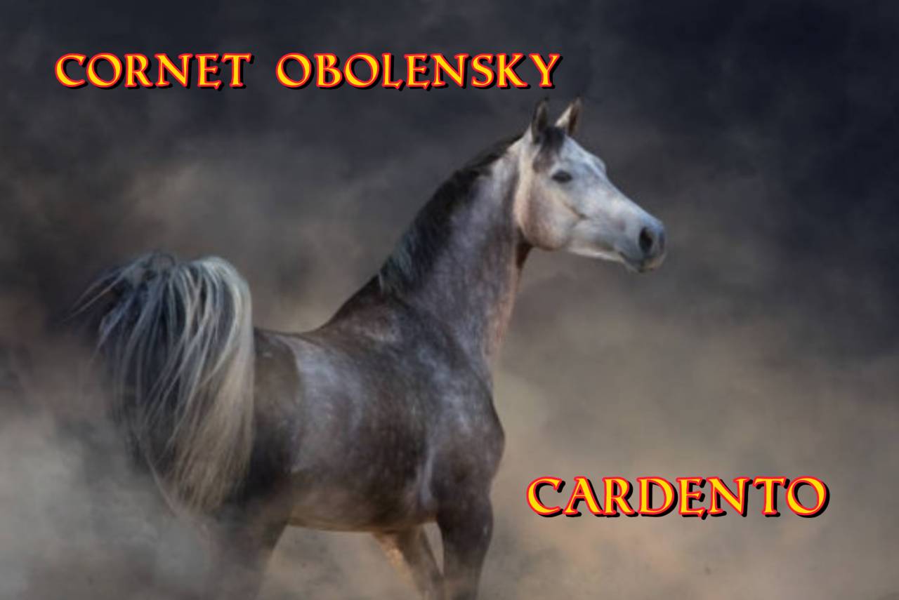 CORNET OBOLENSKY x CARDENTO 