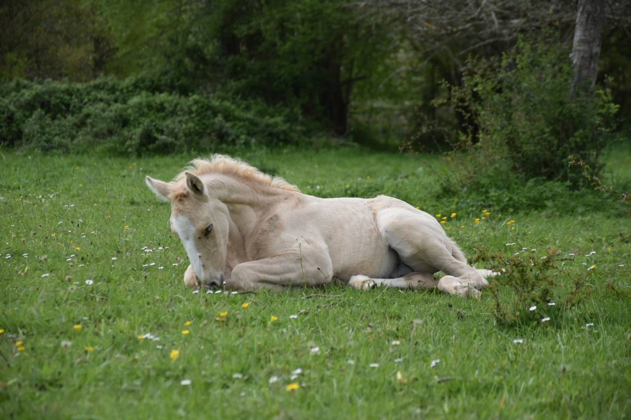 Okokoun - OC lusitanien 