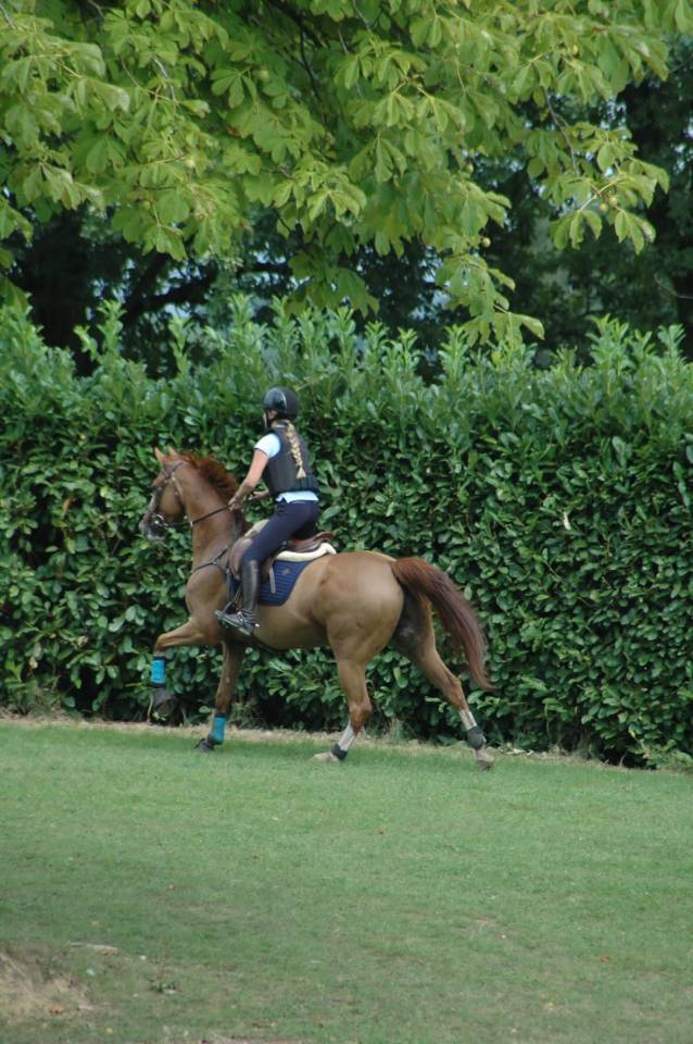 Cheval &agrave; vendre super gentil polyvalent:  obstacles, cross ou dressage 