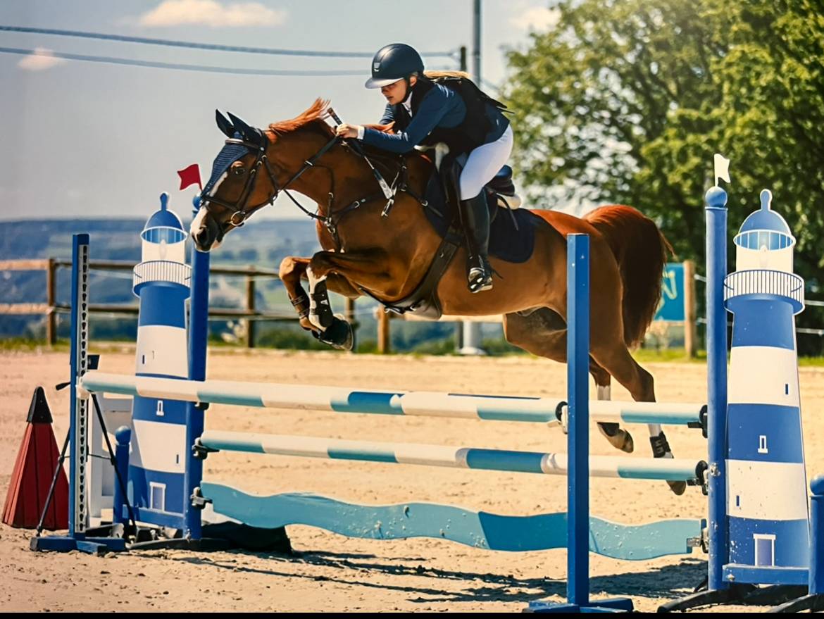 Cheval &agrave; vendre super gentil polyvalent:  obstacles, cross ou dressage 