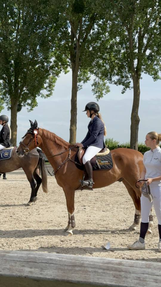 Cheval &agrave; vendre super gentil polyvalent:  obstacles, cross ou dressage 
