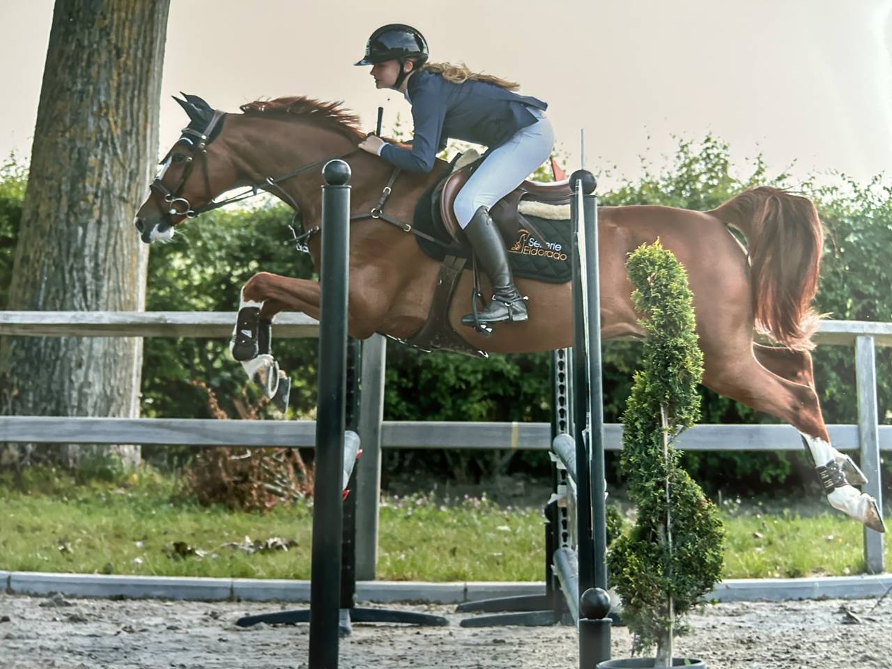 Cheval &agrave; vendre super gentil polyvalent:  obstacles, cross ou dressage 