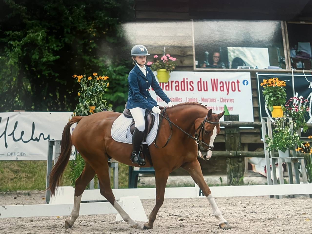 Cheval &agrave; vendre super gentil polyvalent:  obstacles, cross ou dressage 