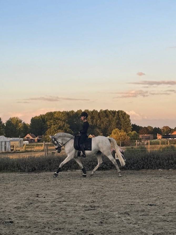 Cheval &agrave; vendre 