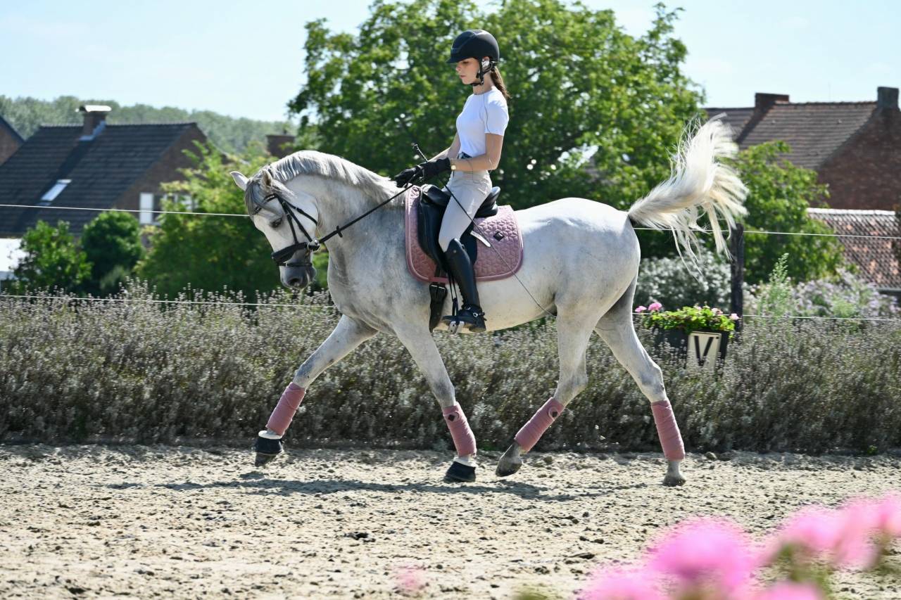 Cheval &agrave; vendre 