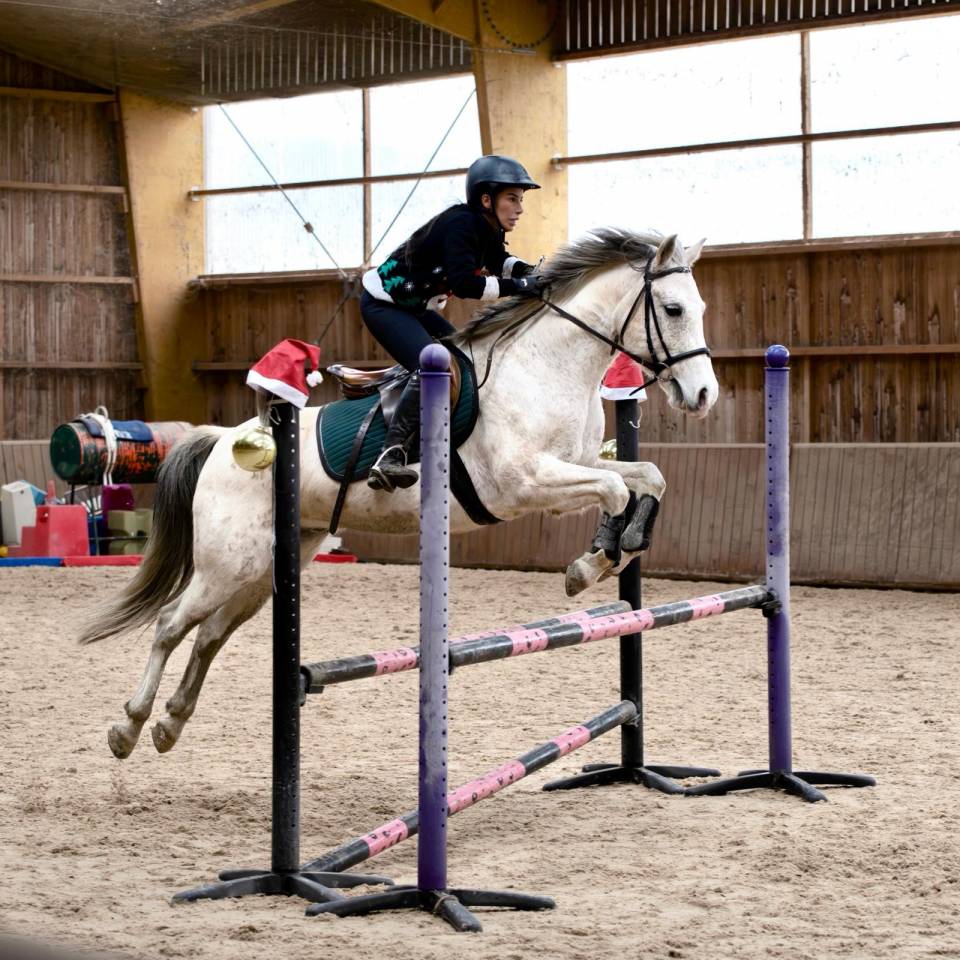 Poney D CSO/ CCE Connemara x Pur sang Arabe