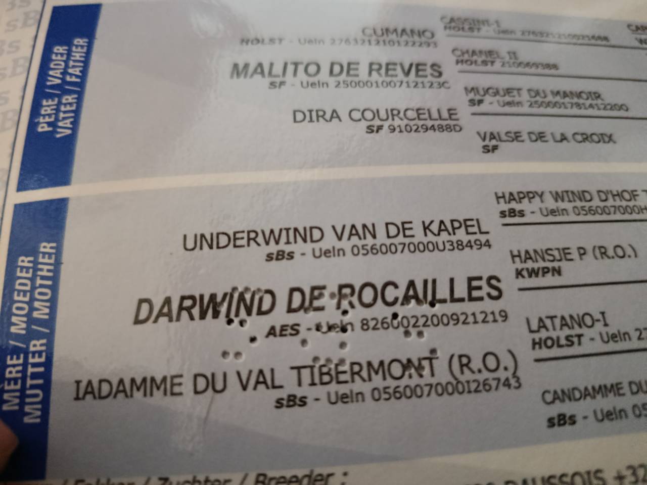 Tr&egrave;s chouette jument 14 ans