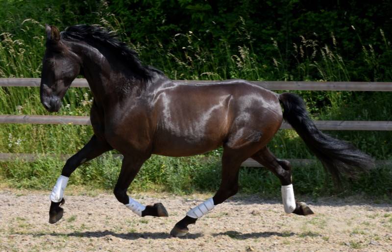 Saillie PRE NOIR HERMES ZABALOA