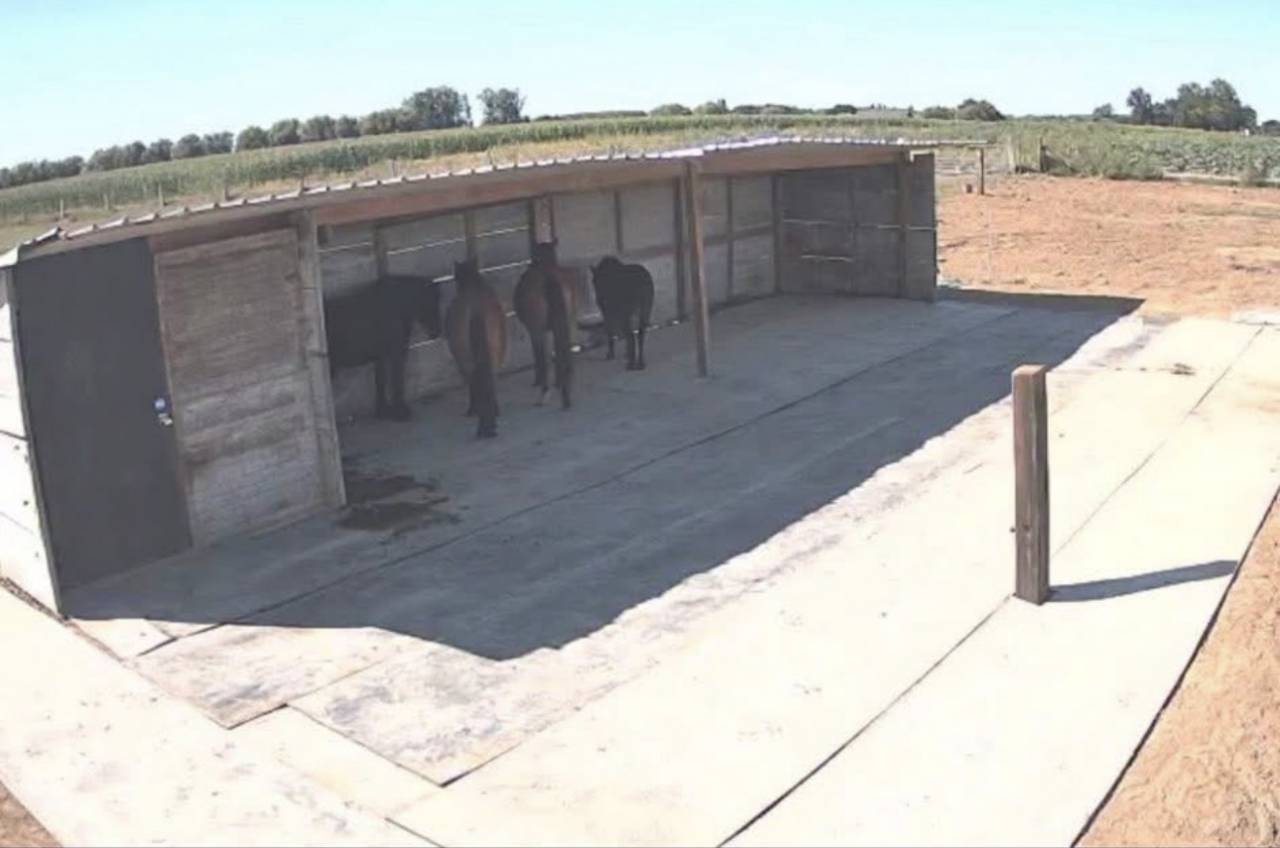 Pension chevaux Grimbergen proche de Bruxelles 