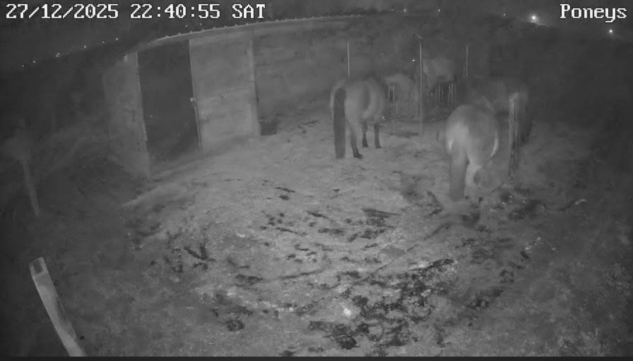 Pension chevaux Grimbergen proche de Bruxelles 