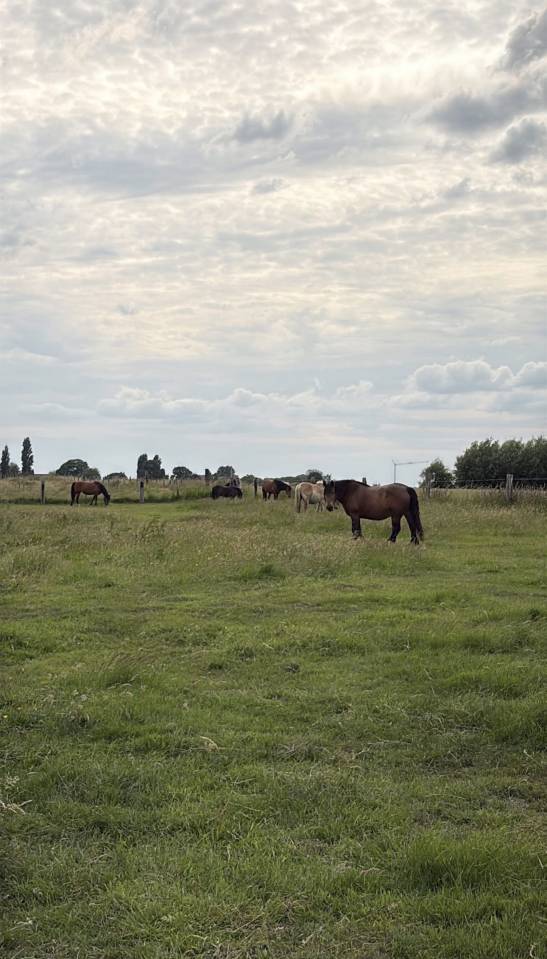 Pension chevaux Grimbergen proche de Bruxelles 