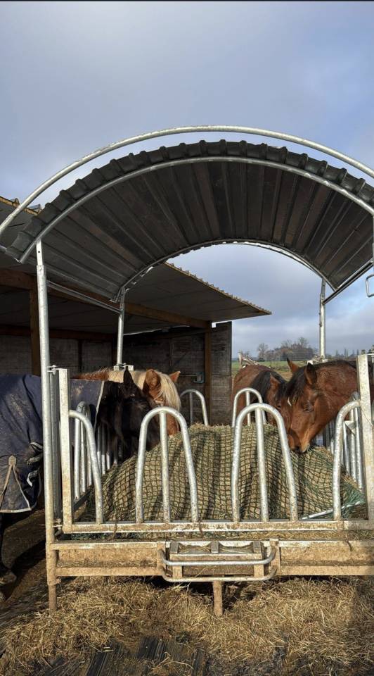 Pension chevaux Grimbergen proche de Bruxelles 
