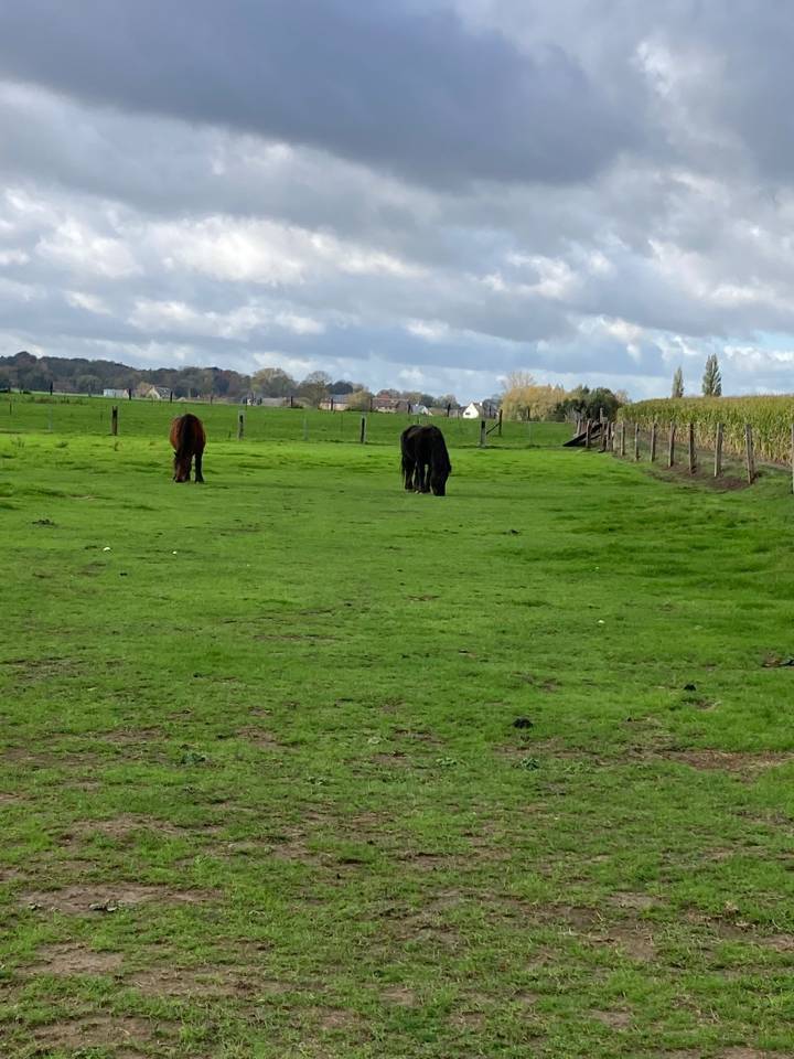Pension chevaux Grimbergen proche de Bruxelles 