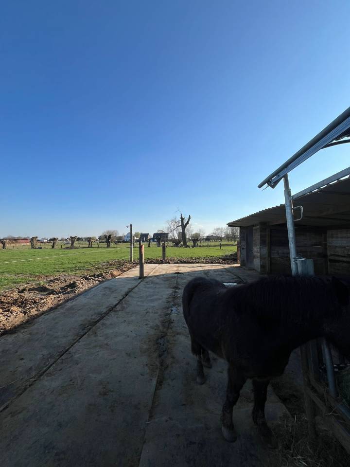 Pension chevaux Grimbergen proche de Bruxelles 