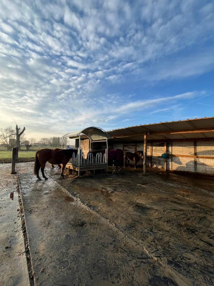 Pension chevaux Grimbergen proche de Bruxelles 