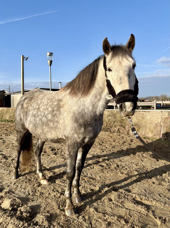 Magnifique Jument Espagnol de 6 ans 