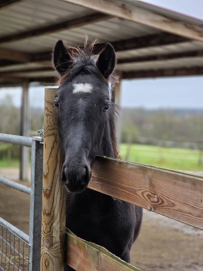 Pouliche Jument Noire OC Paint