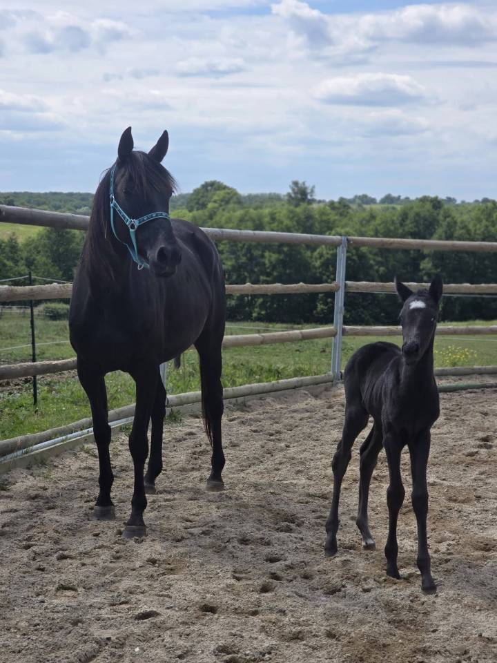 Pouliche Jument Noire OC Paint