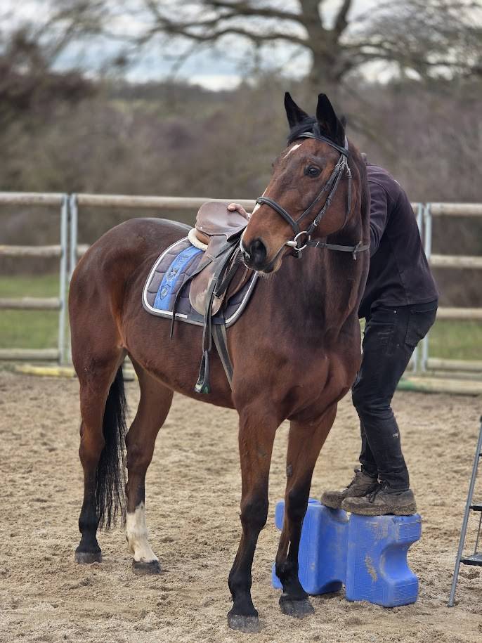 Jument maitre d'&eacute;cole loisirs