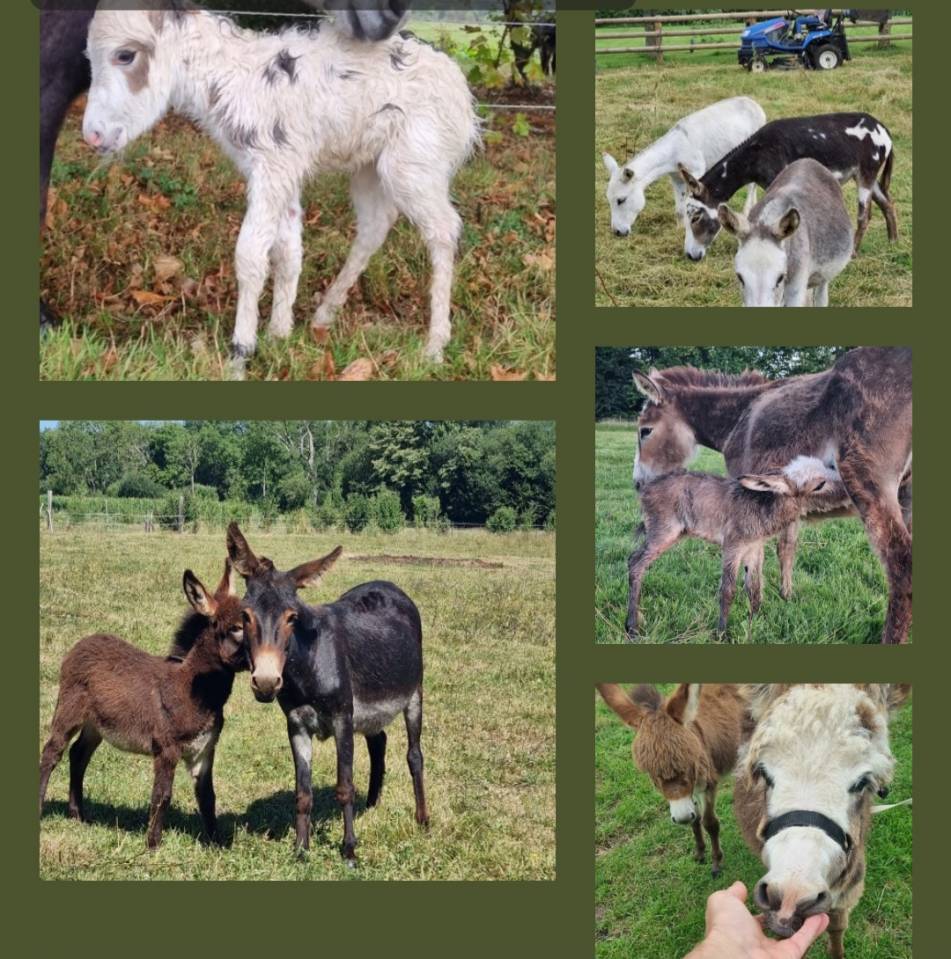 Ane miniature,  &eacute;levage en Normandie 