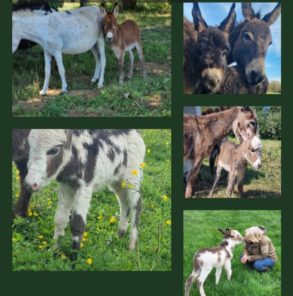 Ane miniature,  &eacute;levage en Normandie 