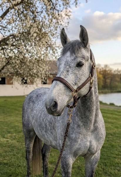 Poney de sport Connemara 2022 taille D