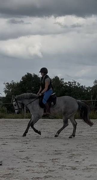 Poney de sport Connemara 2022 taille D