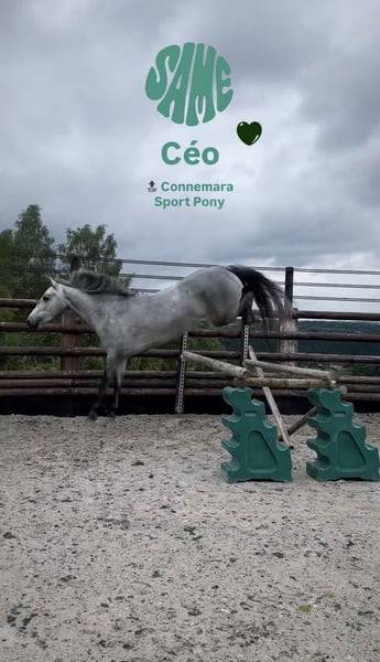 Poney de sport Connemara 2022 taille D