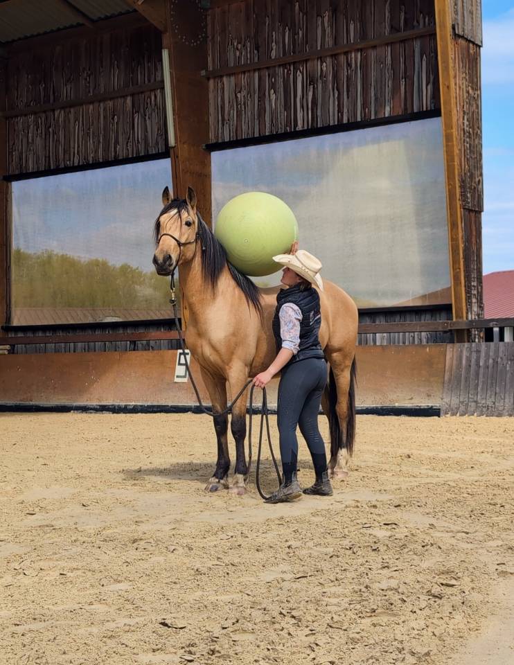 OLIVIO ANGOSTURA, superbe hongre PRE isabelle de 5 ans