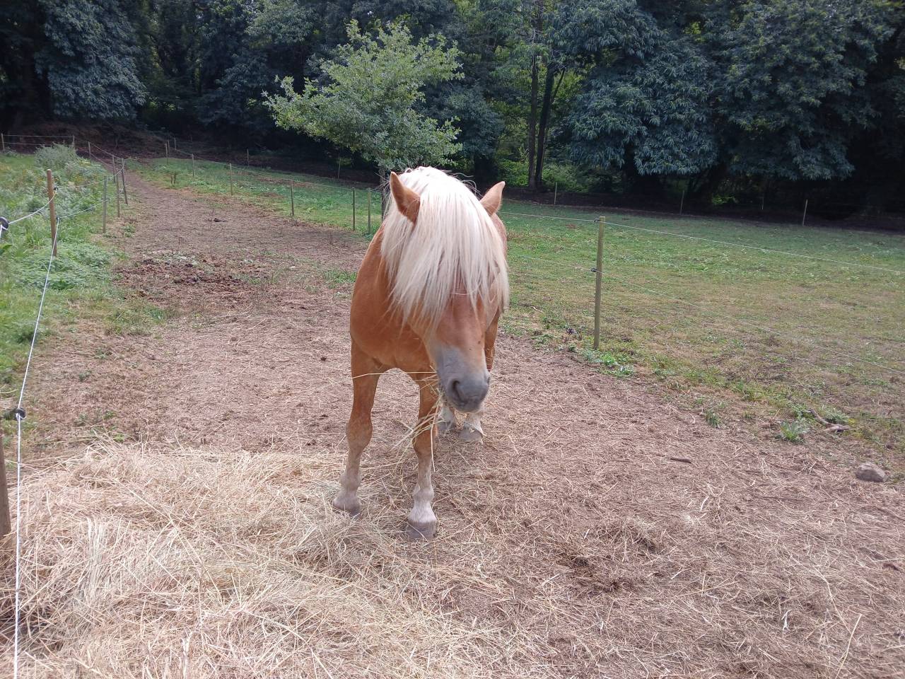 Vente Haflinger 