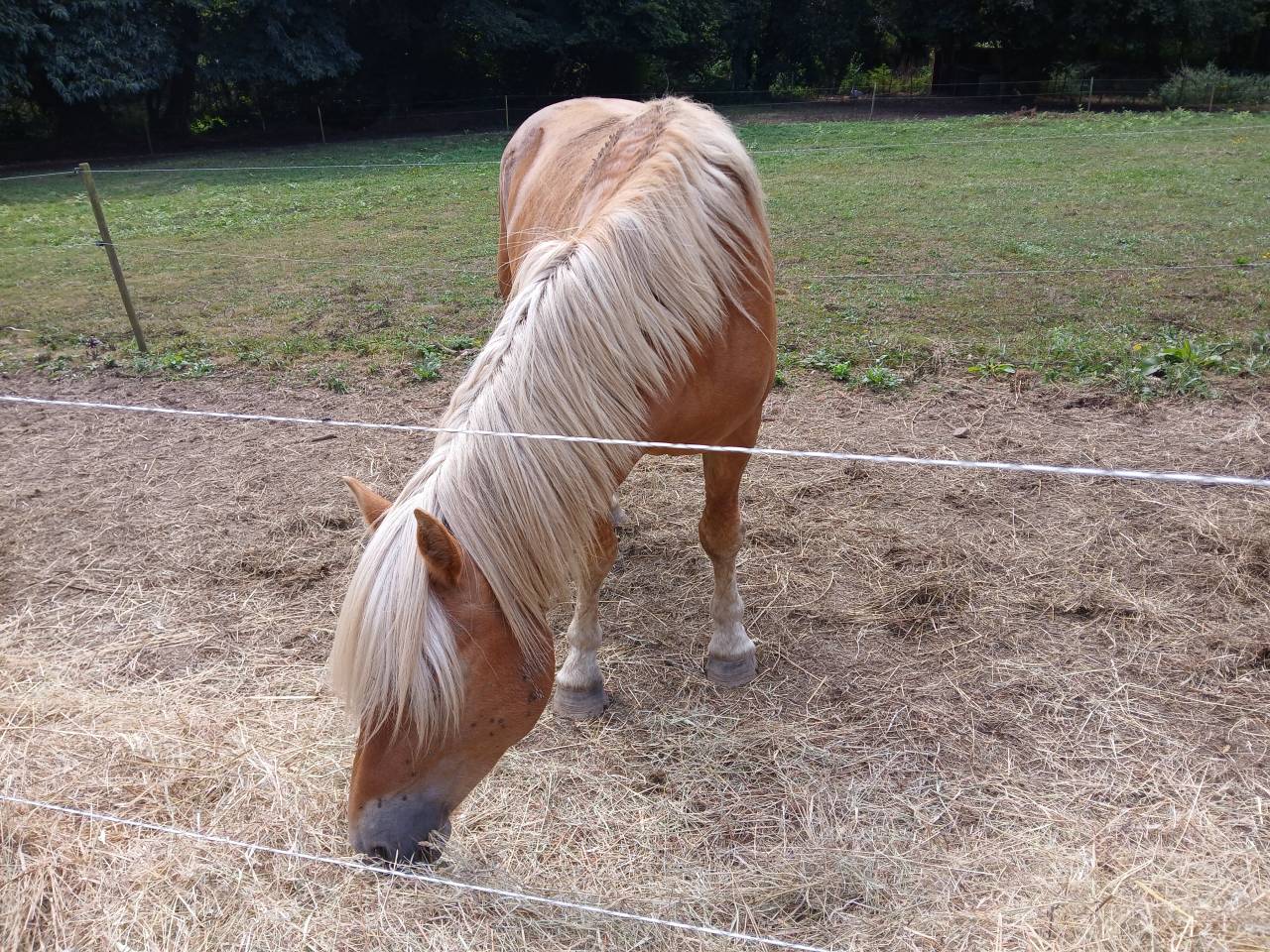 Vente Haflinger 
