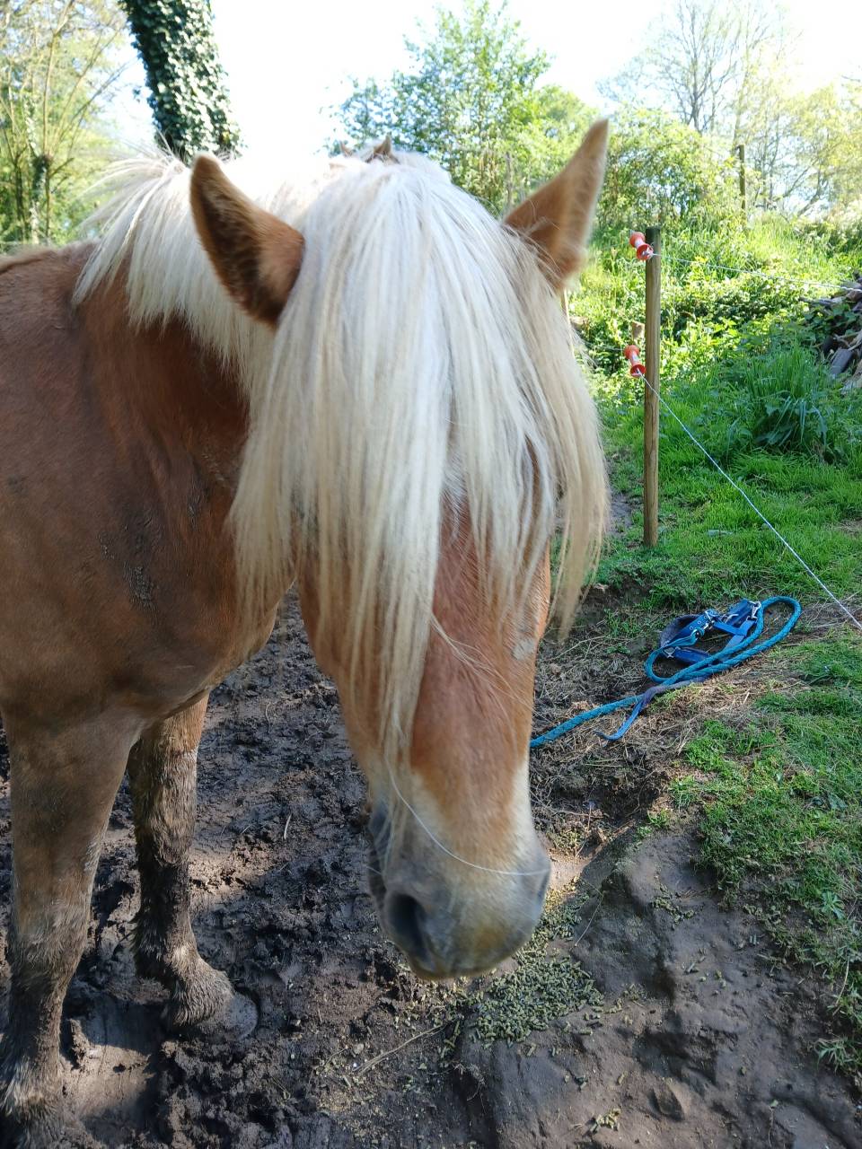 Vente Haflinger 
