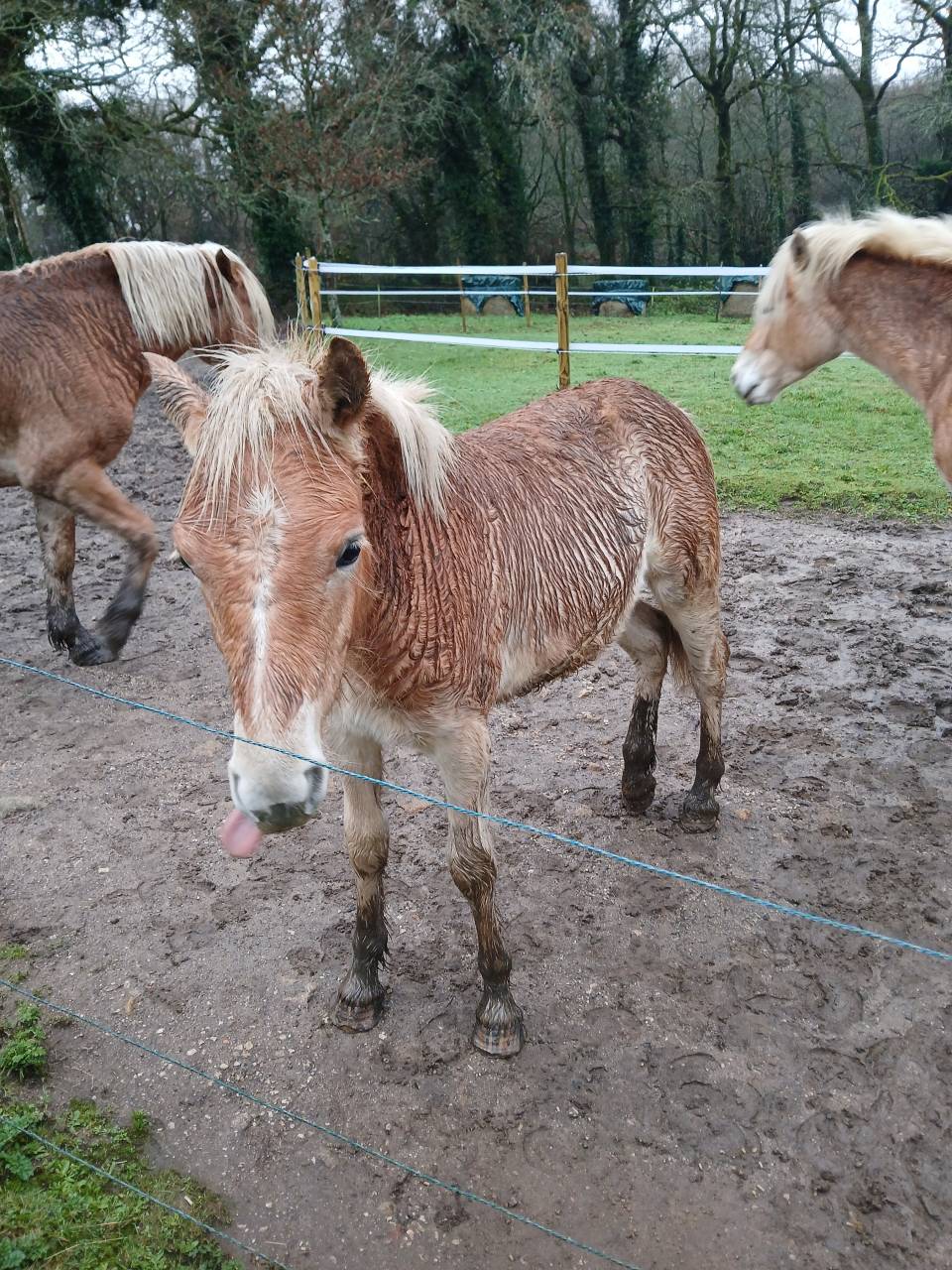 Vente poulain Haflinger 