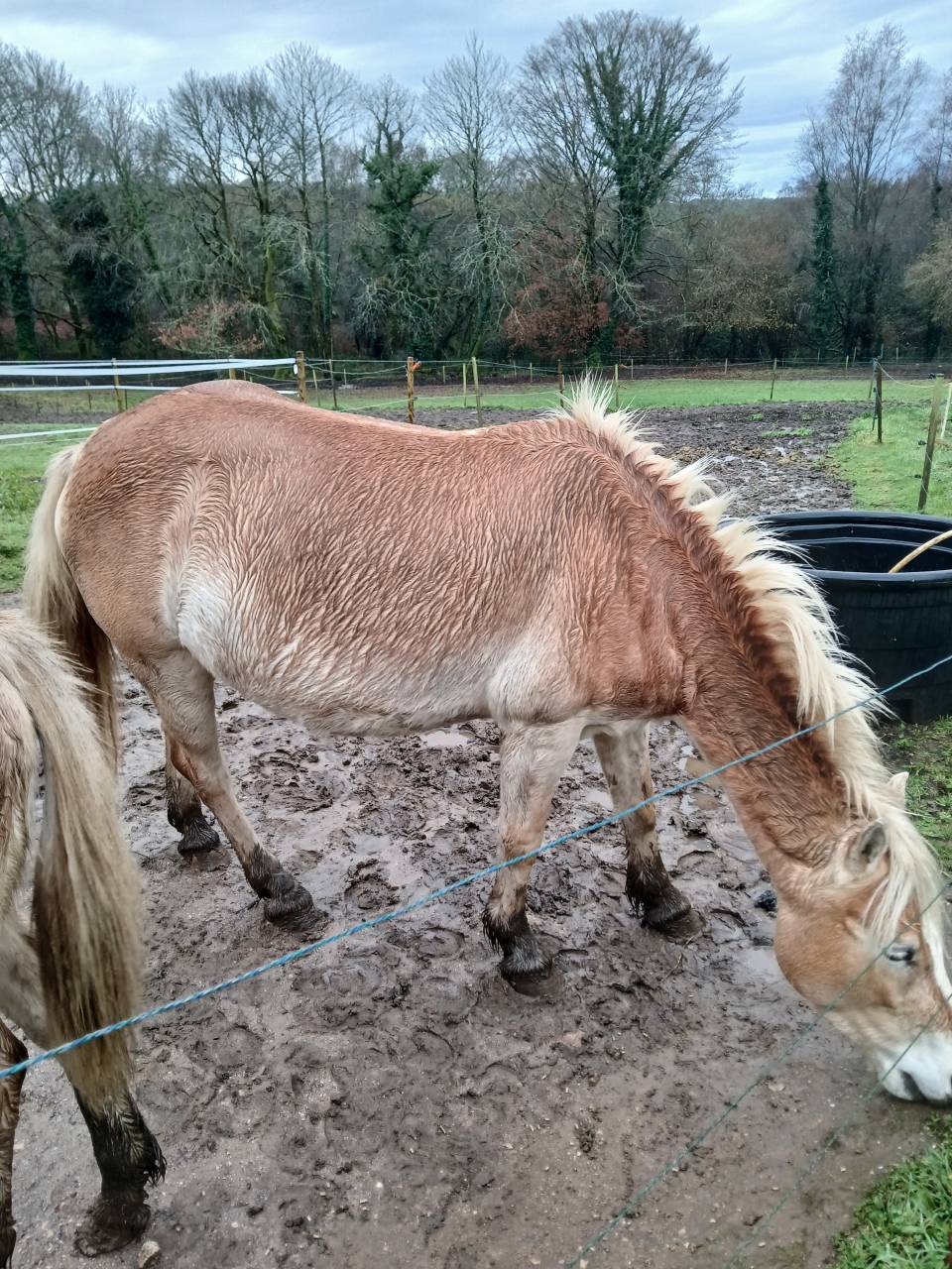 Vente jument Haflinger 