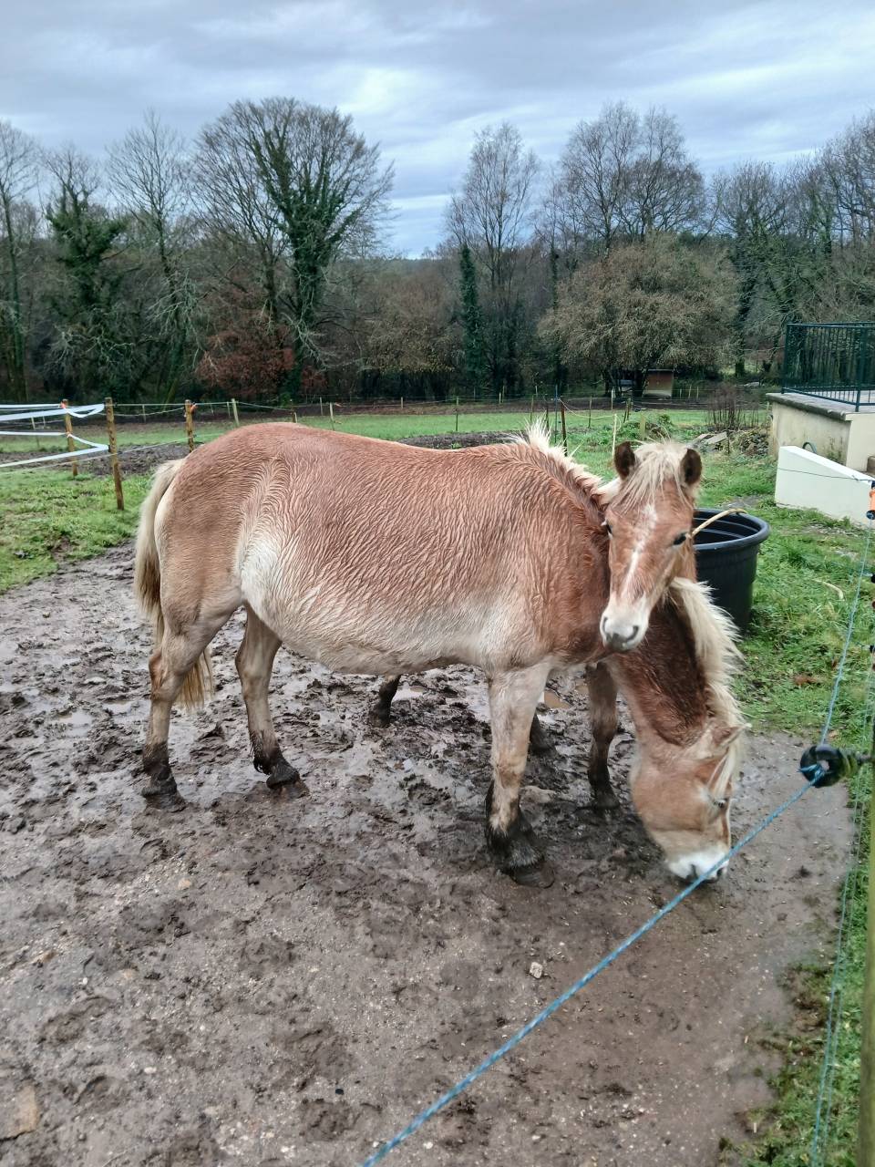 Vente jument Haflinger 
