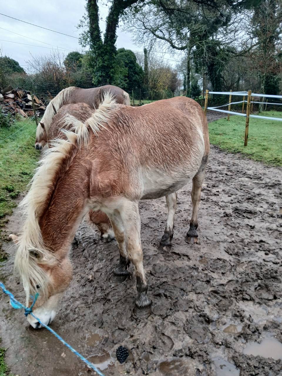 Vente jument Haflinger 
