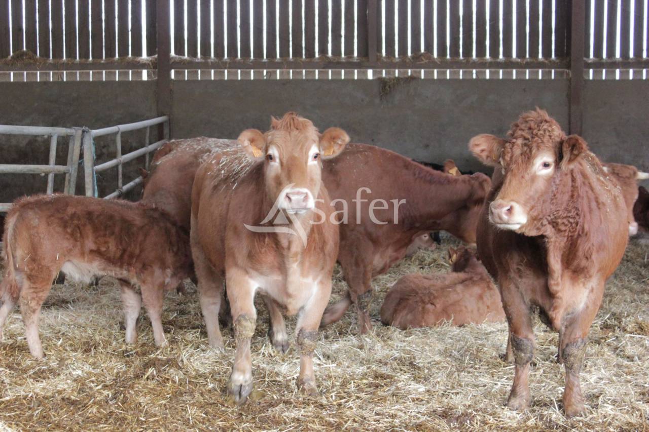 Exploitation agricole id&eacute;al &eacute;levage 102 ha