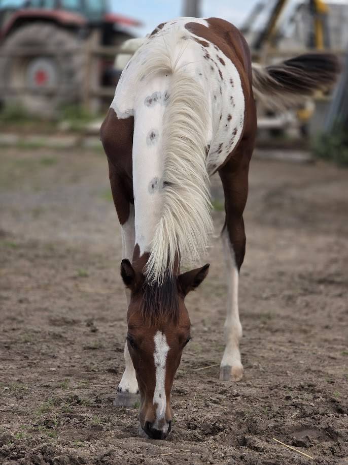 Poulain Cheval Pie OC PAINT