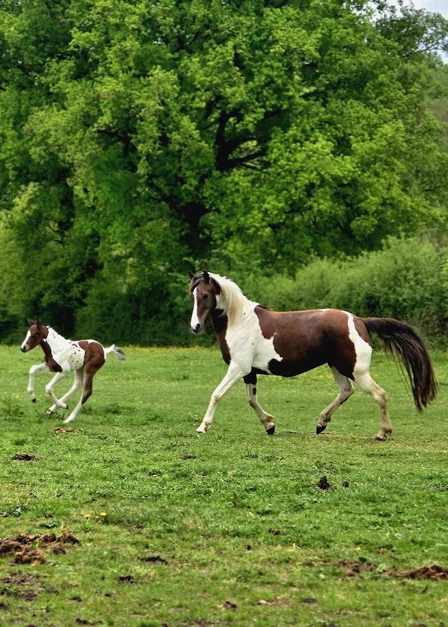 Poulain Cheval Pie OC PAINT