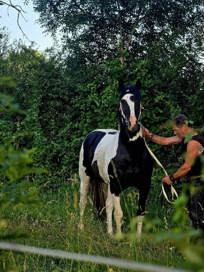 Saillie &eacute;talon pie noir homozygote OC PAINT