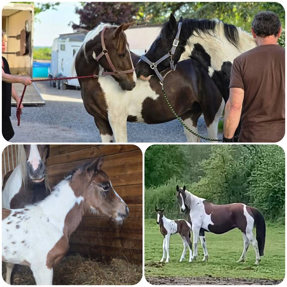 Saillie &eacute;talon pie noir homozygote OC PAINT