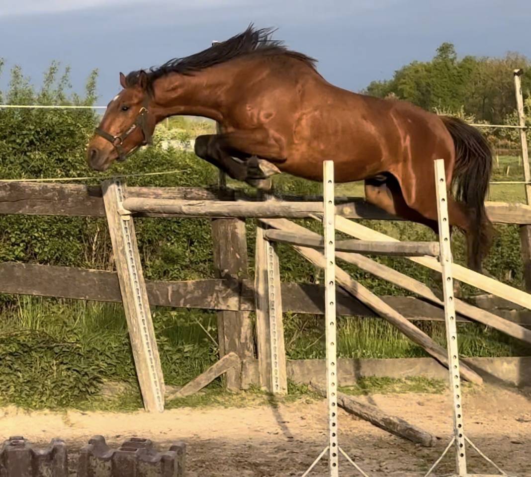 4 ans ENTIER ultra gentil CSO + (super origines)