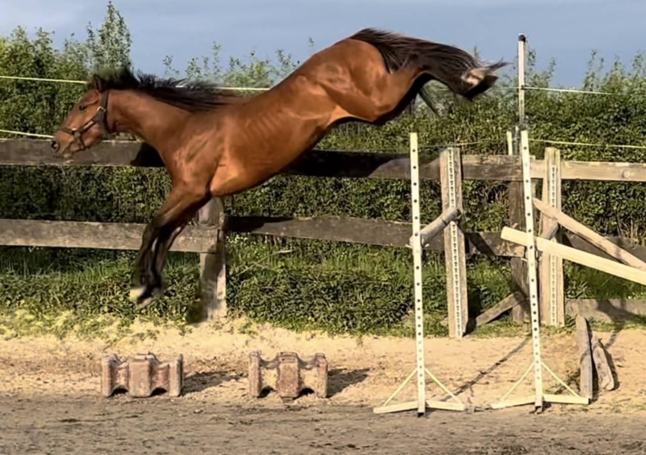 4 ans ENTIER ultra gentil CSO + (super origines)