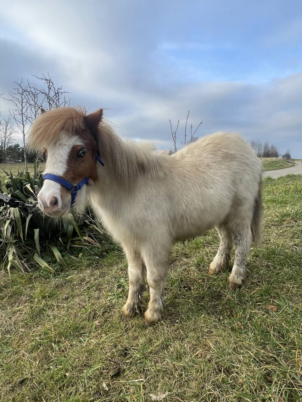 Shetland 2 ans 